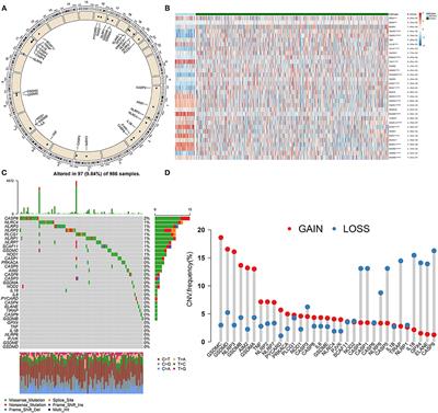 Molecular Characteristics, Clinical Implication, and Cancer Immunity Interactions of Pyroptosis-Related Genes in Breast Cancer